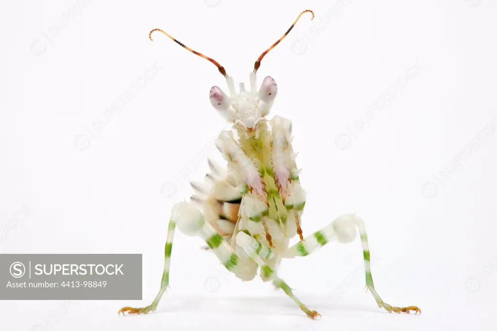 Flower Mantis native to Central Africa in studio