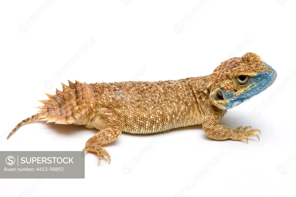 Dwarf Shield Tailed Agama from Ethiopia in studio