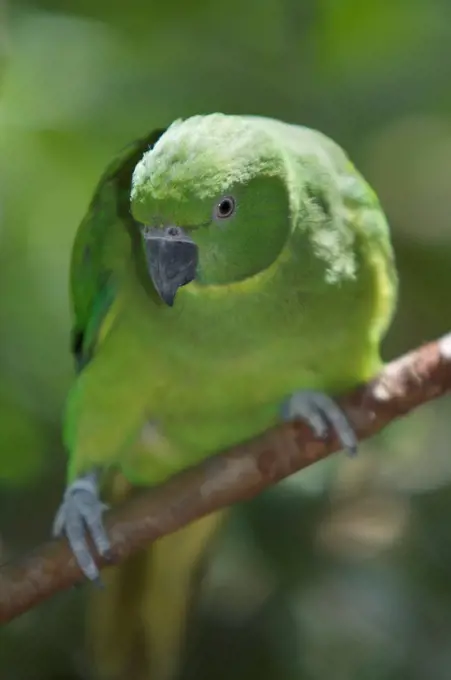 Mauritius Parakeet in Mauritius