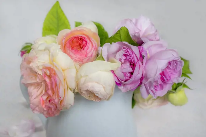 Bouquet of Roses 'Pierre de Ronsard' and 'Quentin Latour'