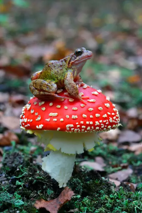 Common frog on a Fly agaric United-Kingdom