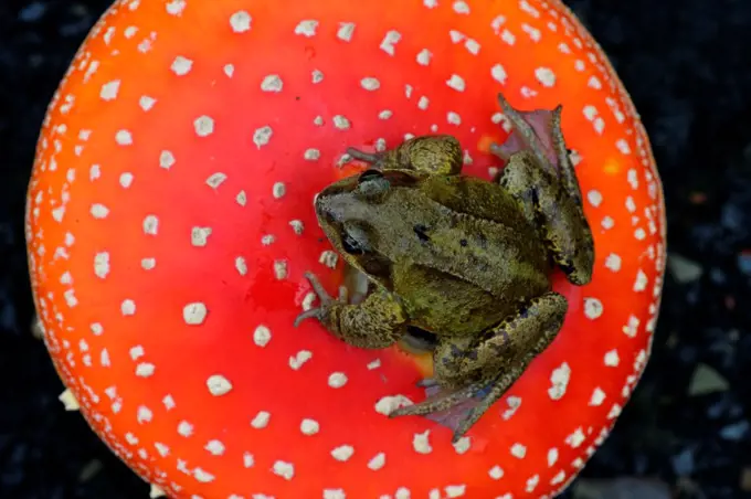 Common frog on a Fly agaric United-Kingdom