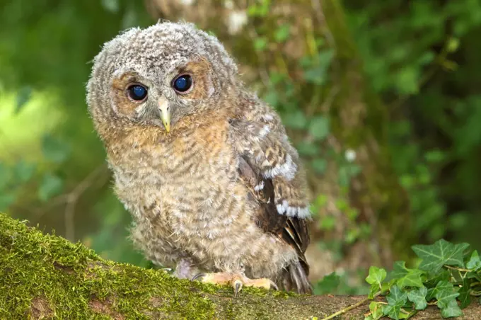 Young Tawny Owl on a branch Gramat Lot France