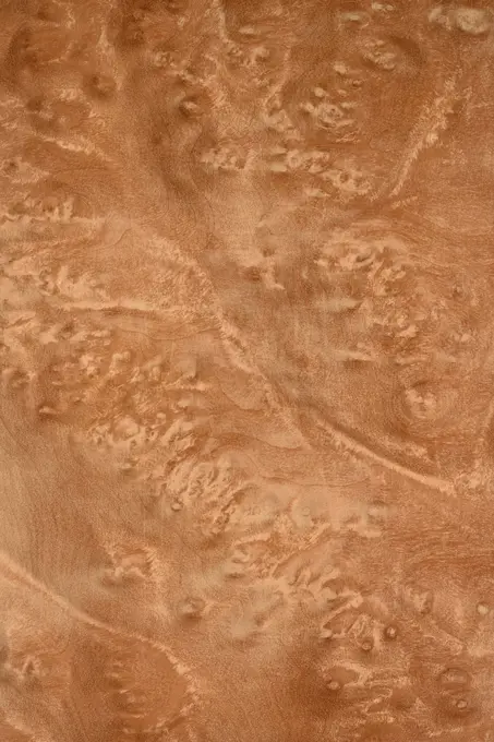 Longitudinal section of Pacific madrone burl (Arbutus menziesii), Western coast of USA