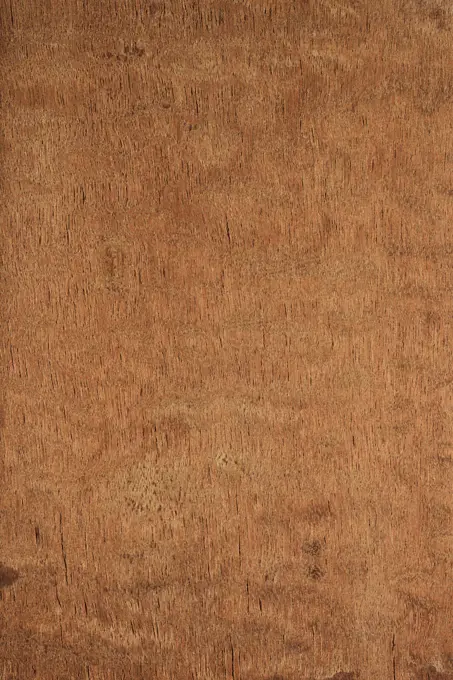 Longitudinal section of African Mahogany (Khaya ivorensis), Gabon