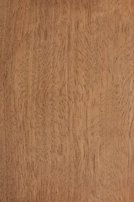 Longitudinal section of African Mahogany (Khaya ivorensis), Gabon