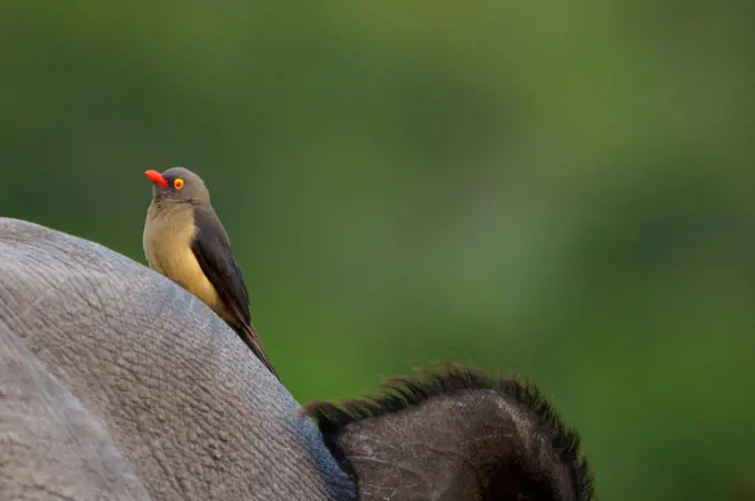 Image Number A1R428848. Red-billed oxpecker (Buphagus erythrorynchus).perched on a white rhinoceros, square-lipped rhinoceros or rhino (Ceratotherium simum). Mpumalanga. South Africa.