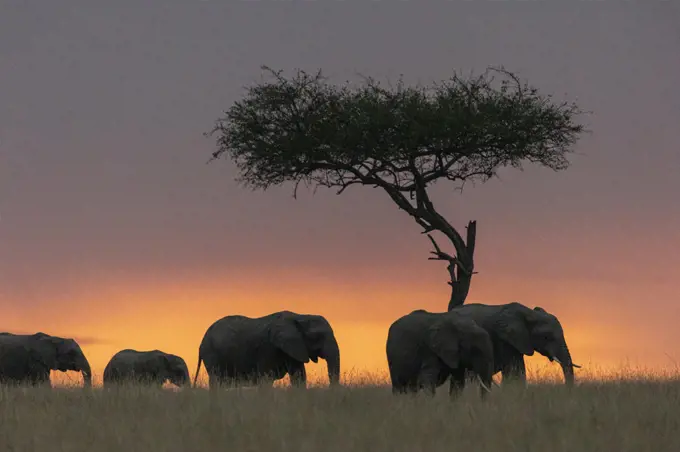 African Savannah Elephants or Savannah Elephants (Loxodonta africana), moves in the savannah at sunset, Masai Mara National Reserve, National Park, Kenya
