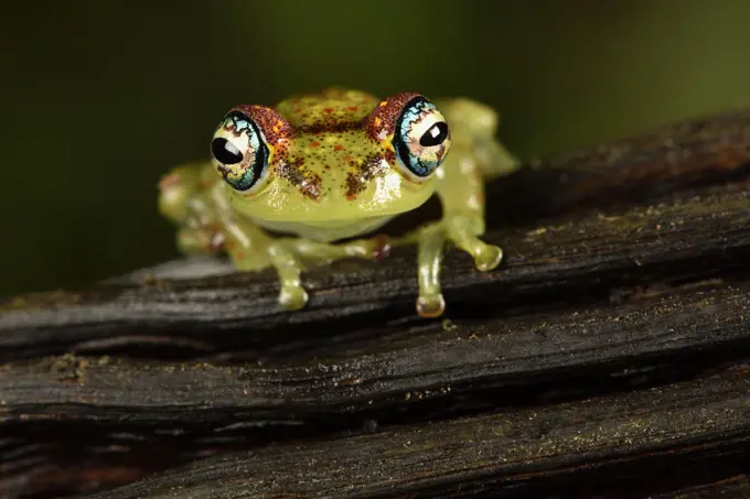 Bott's Bright-eyed Frog (Boophis bottae), Andasibe (Perinet), Alaotra-Mangoro Region, Madagascar