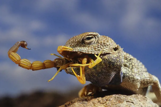Desert agama eating scorpion Near Ouarzazate Morroco