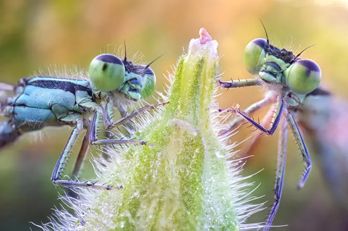 Two damselflies on a bud, Villarotta, Reggio Emilia, Italy