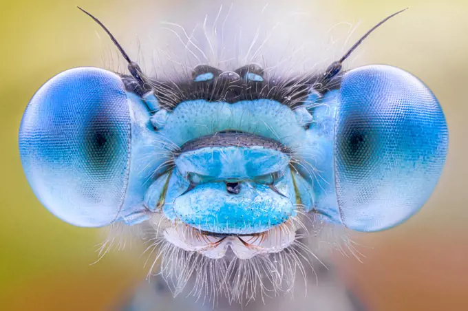 Eyes of a damselfly, Luzzara, Reggio Emilia, Italy