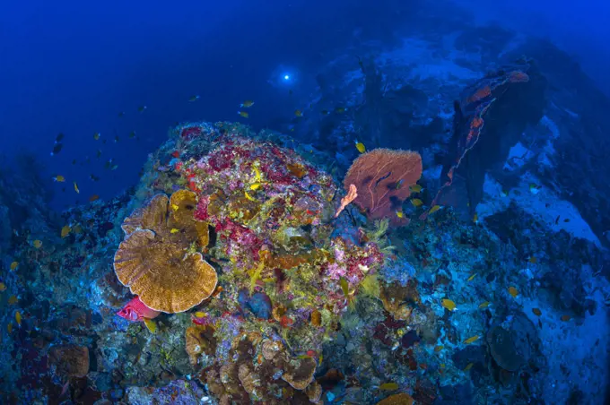Mesophotic coral reef, atmosphere at 70 metres depth, twilight zone, Mayotte