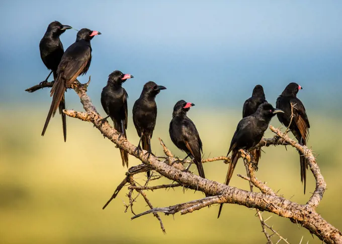 Several Red-billed Buffalo Weavers (Bubalornis niger) are sitting on a tree branch. Africa. Uganda.