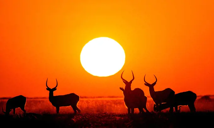 Group of Antelope puku (Kobus vardonii) at sunset. Botswana. Okango Delta.