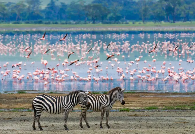 Two zebras (Equus quagga) against the background of flamingos. Ngorongoro Crater. Tanzania.