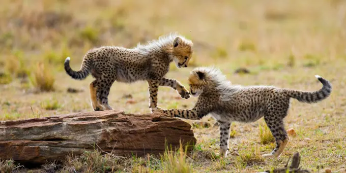 Cheetah (Acinonyx jubatus) cubs are playing with each other in the savannah. Kenya. Tanzania. Africa. National Park. Serengeti. Maasai Mara.