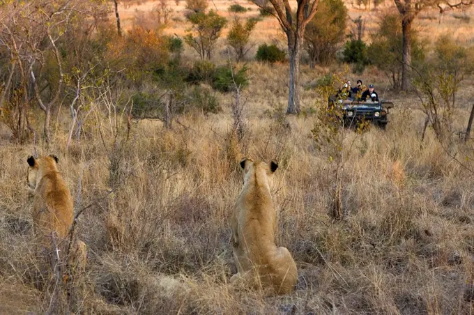 Lionesses and safari car NP Kruger South Africa