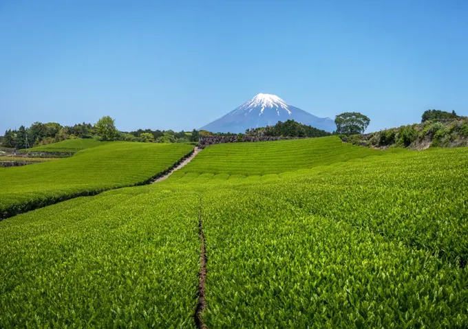Mont Fuji's view along okochi sasaba 's tea field, shizuoka, Japan