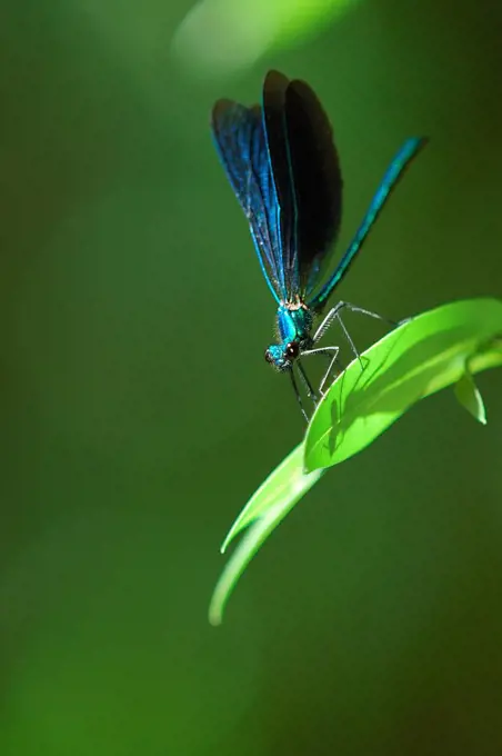 Blue dragonfly whose shade is stretched on a sheet France