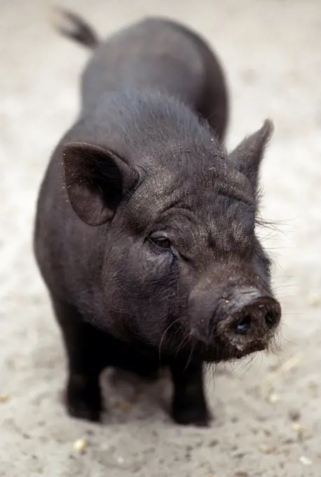 Black pig of Vietnam traditional breeding of the h' Mong