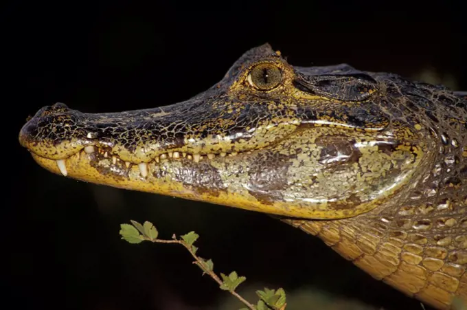 Portrait of an adult Caiman