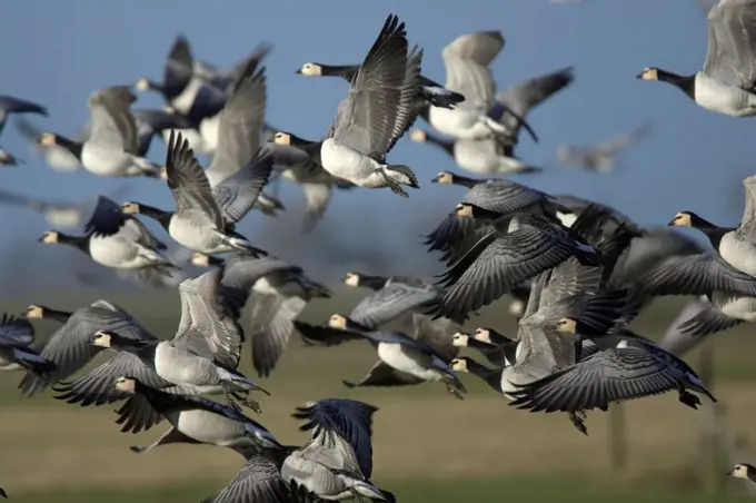 Colony of goose Barnacles flying away Holland