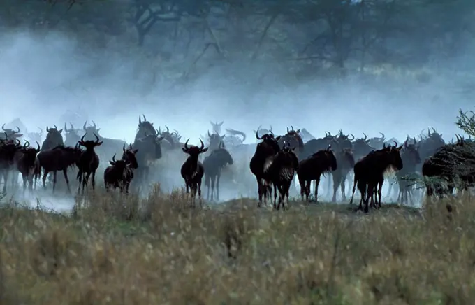 Blue Wildebeest Ngorongoro crater Tanzanie