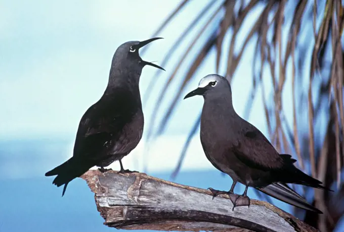 Couple of Brown Noddy Madagascar