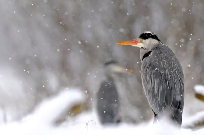 Grey Herons under the snow