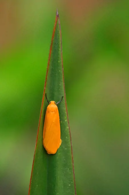 Orange Footman Moth at rest on leaf Spain