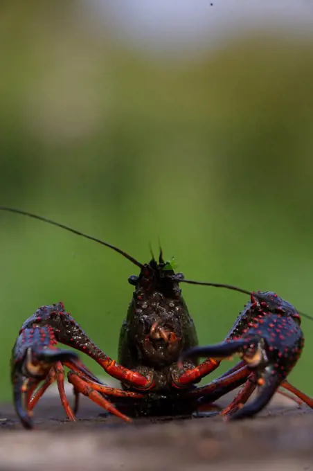 Portrait of Spinycheek Crayfish Brittany France