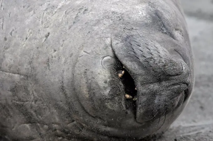 Portrait of a Southern Elephant seal asleep South Georgia