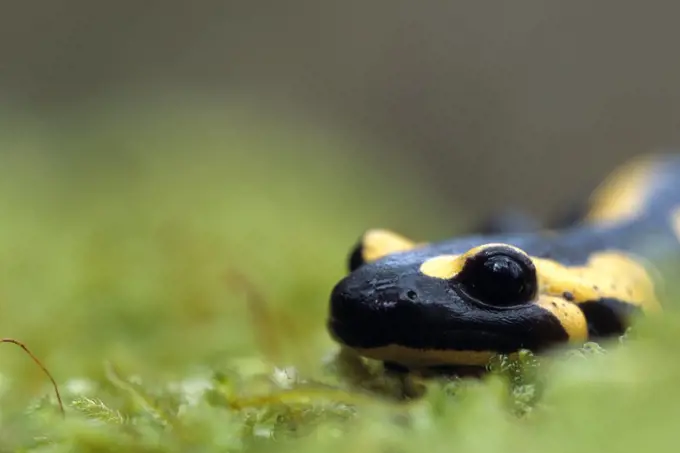 Speckled Salamander in a forest France