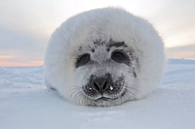 Portrait of Whitecoat on Ice Madeleine Islands Quebec Canada