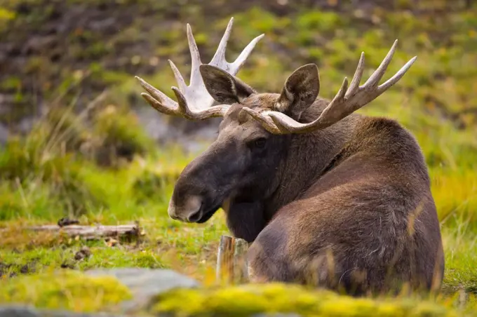 Elk at rest in autumn Lapland Finland