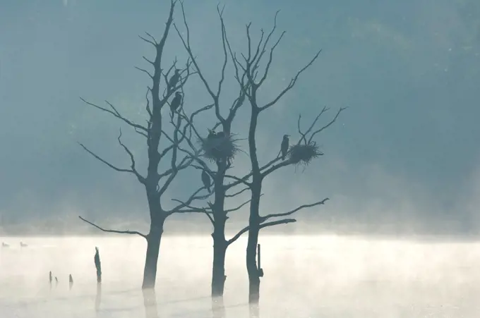 Colony of Great Cormorants on trees in the middle of a lake