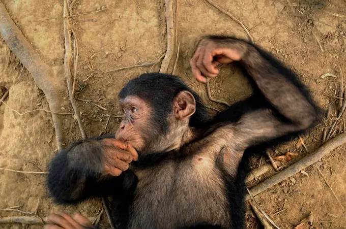 Portrait of a young Chimpanzee lying on the ground Cameroon