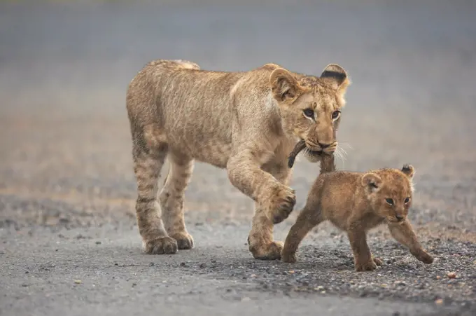 Young Lion walking with a cub Masai Mara Kenya