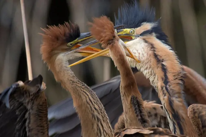 Feeding of young Purple Herons Dombes france