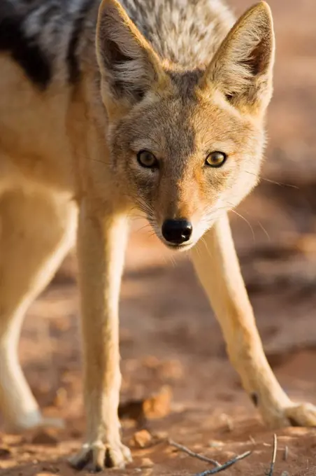 Black-backed jackal Kgalagadi Transfrontier Park