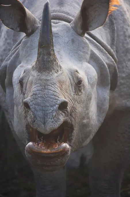 Portrait of Indian rhinoceros male Kaziranga India