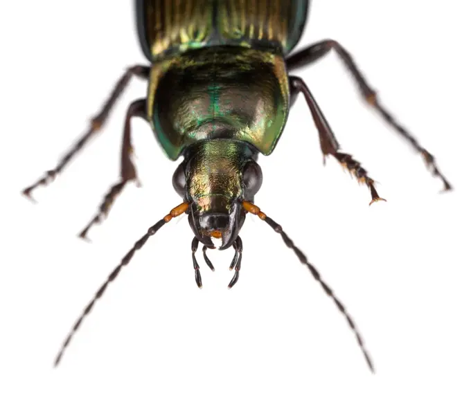 Portrait of a Ground beetlein studio on white background