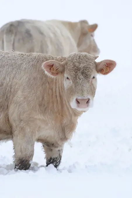 Charolaise Cows in the snow Lozère France