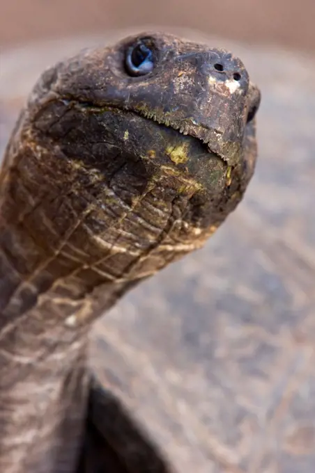 Portrait of a Galapagos giant tortoise Sierra Negra