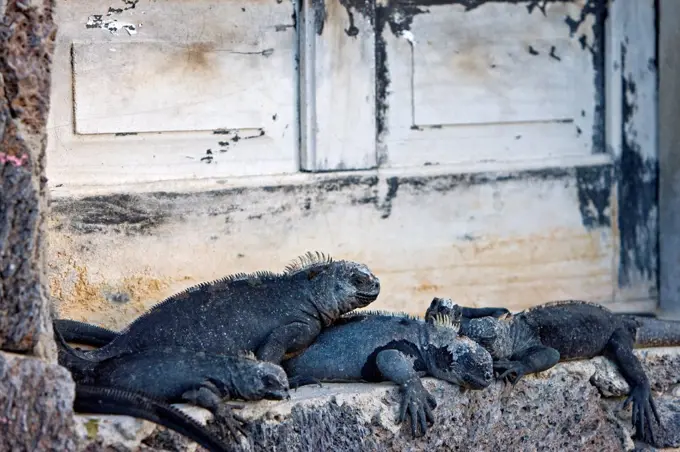 Galapagos Marine Iguana on the threshold of a door