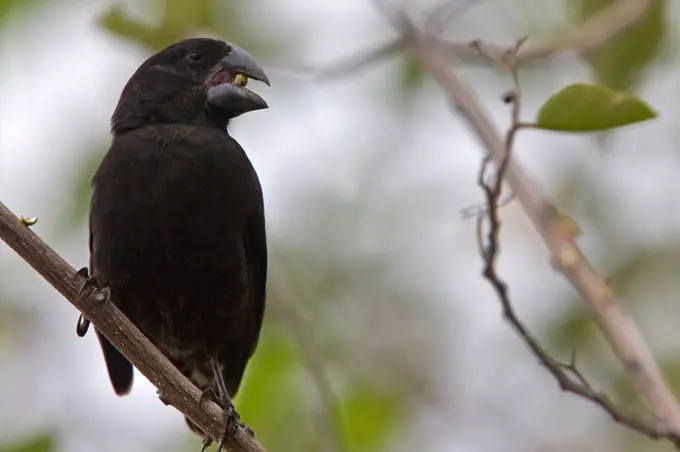 Large Ground-finch on Santa Cruz Island Galapagos Islands