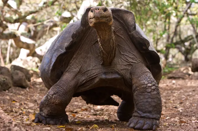 Galapagos giant tortoise from the island of San Cristobal