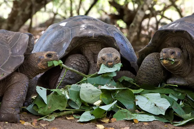 Galapagos giant tortoise from the island of San Cristobal