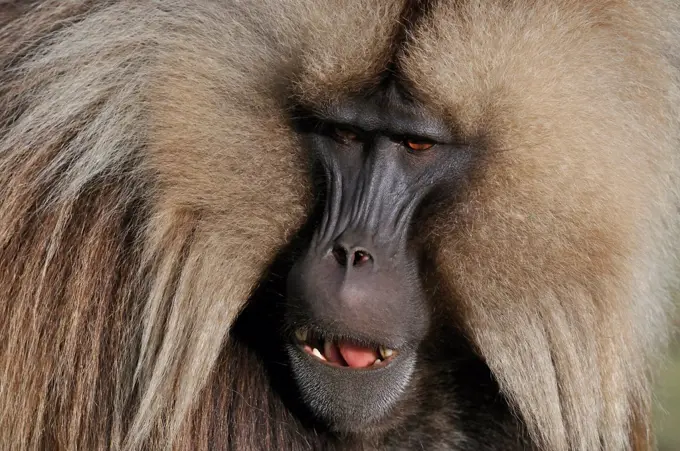 Portrait of a male Gelada baboon in Simen Ethiopia